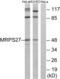 Mitochondrial Ribosomal Protein S27 antibody, abx014587, Abbexa, Western Blot image 