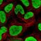 Nuclear Autoantigenic Sperm Protein antibody, NBP2-33929, Novus Biologicals, Immunofluorescence image 