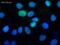 Chromobox 1 antibody, ab10478, Abcam, Immunofluorescence image 