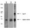 Clusterin antibody, ab92548, Abcam, Western Blot image 