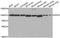 Potassium/sodium hyperpolarization-activated cyclic nucleotide-gated channel 1 antibody, TA327462, Origene, Western Blot image 