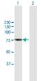 Rhophilin Rho GTPase Binding Protein 2 antibody, H00085415-B01P, Novus Biologicals, Western Blot image 