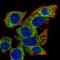 Chromosome 22 Open Reading Frame 39 antibody, HPA073701, Atlas Antibodies, Immunofluorescence image 