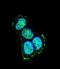 Mitogen-Activated Protein Kinase 8 Interacting Protein 1 antibody, abx034197, Abbexa, Immunofluorescence image 