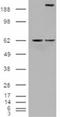 Notch Receptor 1 antibody, ADI-905-897-100, Enzo Life Sciences, Western Blot image 