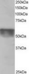 Karyopherin Subunit Alpha 4 antibody, TA302525, Origene, Western Blot image 