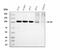 DNA replication licensing factor MCM6 antibody, M02755-2, Boster Biological Technology, Western Blot image 
