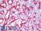 Caveolae Associated Protein 2 antibody, LS-B10087, Lifespan Biosciences, Immunohistochemistry frozen image 
