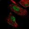 MIER Family Member 3 antibody, PA5-66161, Invitrogen Antibodies, Immunofluorescence image 