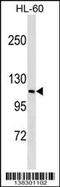 M-Phase Phosphoprotein 9 antibody, 59-643, ProSci, Western Blot image 