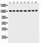 Membrane Metalloendopeptidase antibody, PA5-79676, Invitrogen Antibodies, Western Blot image 