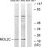 MOB Kinase Activator 3C antibody, LS-C119111, Lifespan Biosciences, Western Blot image 
