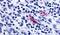 Purinergic Receptor P2Y13 antibody, PA5-34086, Invitrogen Antibodies, Immunohistochemistry frozen image 