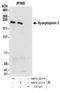 Synaptojanin-2 antibody, NBP2-22315, Novus Biologicals, Immunoprecipitation image 