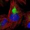Coiled-Coil Domain Containing 125 antibody, NBP1-93660, Novus Biologicals, Immunofluorescence image 