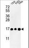 Histone H3.1t antibody, LS-C166905, Lifespan Biosciences, Western Blot image 