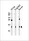 ALK And LTK Ligand 1 antibody, orb2217, Biorbyt, Western Blot image 