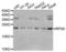 Ribosomal Protein S9 antibody, LS-C335317, Lifespan Biosciences, Western Blot image 