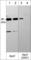Argonaute RISC Catalytic Component 2 antibody, AP5291, ECM Biosciences, Western Blot image 