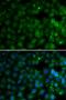 Dug antibody, orb345560, Biorbyt, Immunocytochemistry image 