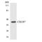 Atypical Chemokine Receptor 3 antibody, LS-C291844, Lifespan Biosciences, Western Blot image 