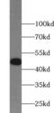 RuvB Like AAA ATPase 1 antibody, FNab07537, FineTest, Western Blot image 