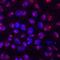 Cell growth-regulating nucleolar protein antibody, AF6748, R&D Systems, Immunocytochemistry image 