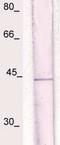 NF-kappa-B inhibitor alpha antibody, TA354675, Origene, Western Blot image 