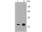 Peptidylprolyl Isomerase F antibody, NBP2-67014, Novus Biologicals, Western Blot image 