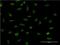 FRA2 antibody, H00002355-M03, Novus Biologicals, Immunofluorescence image 