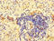 Rho GTPase-activating protein 10 antibody, orb41649, Biorbyt, Immunohistochemistry paraffin image 