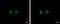 DNA Damage Inducible 1 Homolog 1 antibody, GTX103772, GeneTex, Immunofluorescence image 