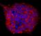 Teratocarcinoma-derived growth factor antibody, MAB1538, R&D Systems, Immunofluorescence image 
