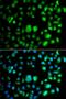Methylcytosine dioxygenase TET3 antibody, PA5-76230, Invitrogen Antibodies, Immunofluorescence image 