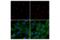 Golgin A2 antibody, 48641S, Cell Signaling Technology, Immunofluorescence image 