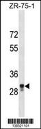 Metallophosphoesterase Domain Containing 2 antibody, 59-953, ProSci, Western Blot image 