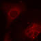 ShcA antibody, LS-C335918, Lifespan Biosciences, Immunofluorescence image 