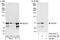 Probable ATP-dependent RNA helicase DDX52 antibody, A303-054A, Bethyl Labs, Immunoprecipitation image 