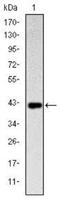 Natural killer cells antigen CD94 antibody, NBP2-37632, Novus Biologicals, Western Blot image 