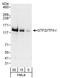 SPIN antibody, A301-330A, Bethyl Labs, Western Blot image 