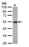 Coiled-Coil Domain Containing 83 antibody, TA308610, Origene, Western Blot image 