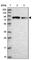 G1 To S Phase Transition 2 antibody, HPA044769, Atlas Antibodies, Western Blot image 