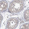 Mgl2 antibody, HPA011994, Atlas Antibodies, Immunohistochemistry frozen image 