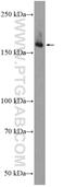 Unc-51 Like Autophagy Activating Kinase 1 antibody, 20986-1-AP, Proteintech Group, Western Blot image 