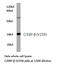 CCAAT Enhancer Binding Protein Beta antibody, LS-C176740, Lifespan Biosciences, Western Blot image 