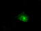 Claudin 5 antibody, TA500843S, Origene, Immunofluorescence image 