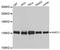 Squamous cell carcinoma antigen recognized by T-cells 3 antibody, A12124, ABclonal Technology, Western Blot image 