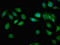 Membrane-associated guanylate kinase, WW and PDZ domain-containing protein 2 antibody, LS-C671673, Lifespan Biosciences, Immunofluorescence image 