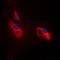 Phosphofructokinase, Platelet antibody, LS-C352652, Lifespan Biosciences, Immunofluorescence image 