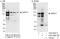 Zinc finger protein 217 antibody, A303-266A, Bethyl Labs, Western Blot image 